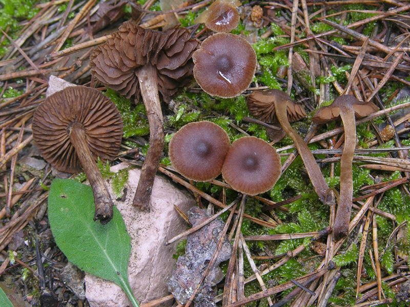Cortinarius acutus (da confermare)